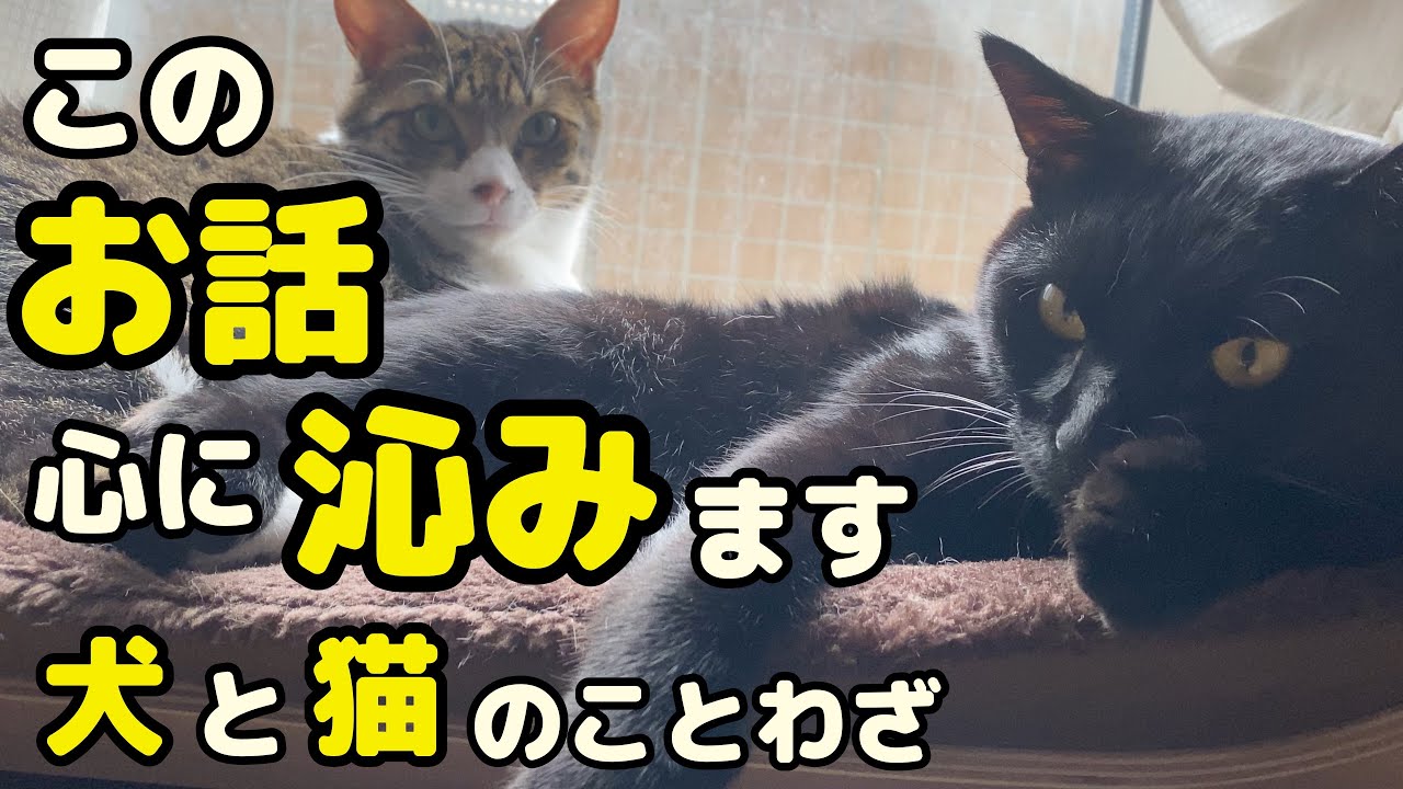 ことわざ 子供が生まれたら犬を飼いなさい 感動する話 Youtube