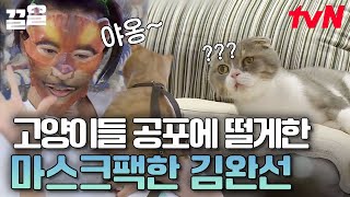 엄마 지금 뭐 하는 거냥🙀 김완선 못 알아보고 도망가는 고양이ㅋㅋ 사람이 봐도 좀 무서운 마스크팩.. | 대화가필요한개냥