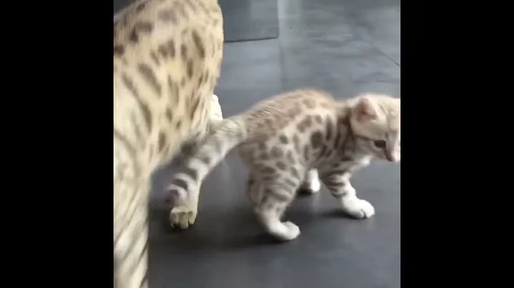 Watch the video about Bengal cat fetching ball