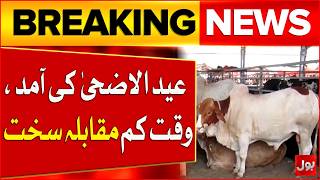 Eid Ul Adha Preparations In Full Swing | Mandi Season Begins Nationwide | BOL News