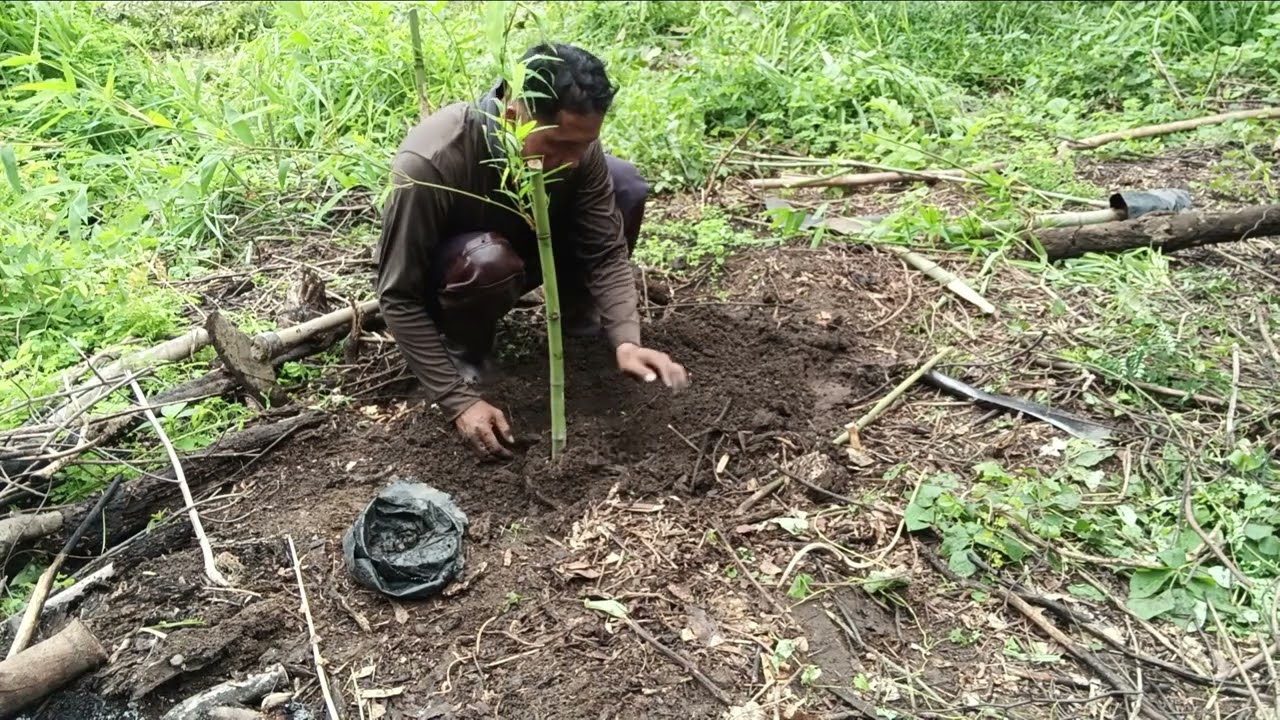 ปลูกไผ่สะดิ้ง ง่ายๆมีด้วย2วิธืนี้ ติดแน่นอน