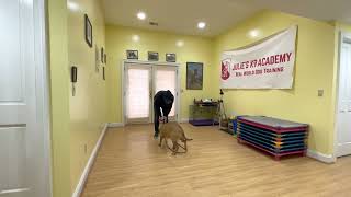 Ruby the Pittie learns tone recall