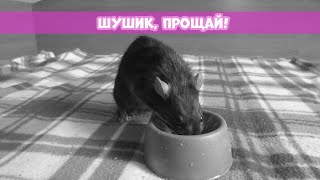 ШУШИКА БОЛЬШЕ НЕТ || Микоплазмоз у крыс