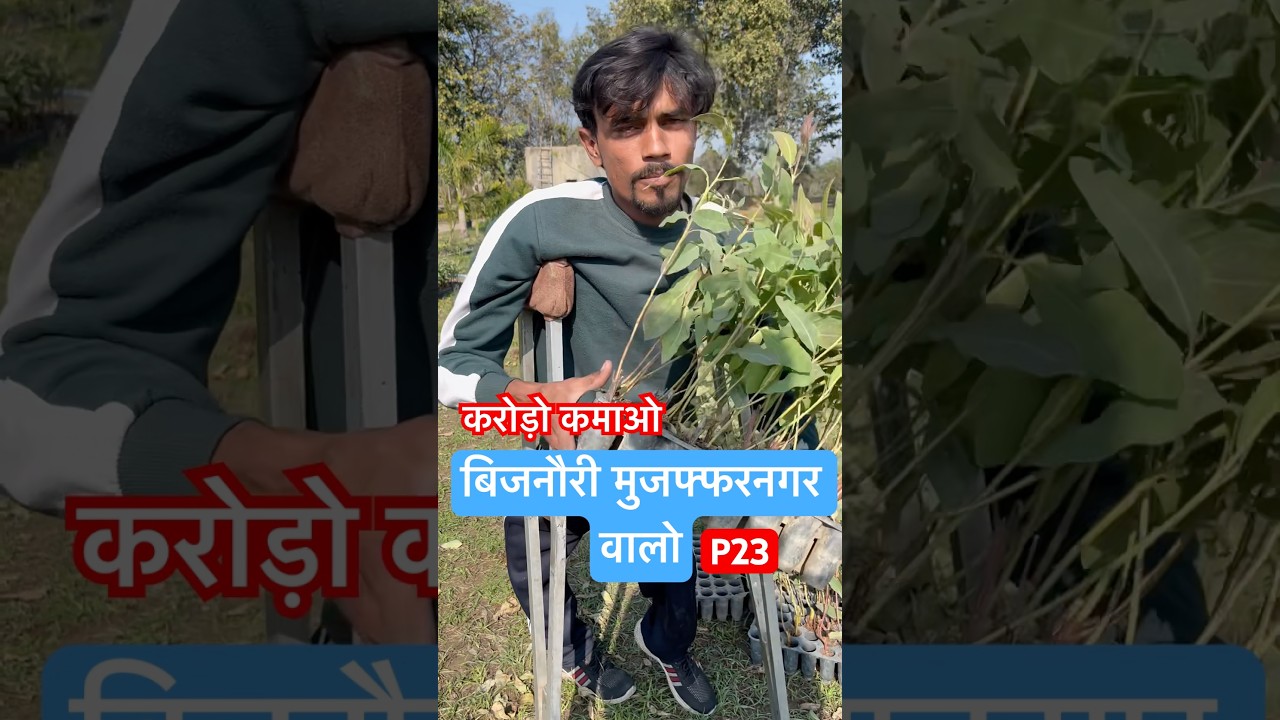 करोड़ों कमाओ यूकेलिप्टिस P23 