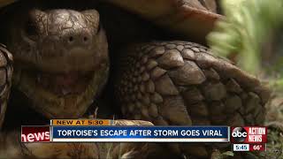 60-pound pet tortoise is returned home safely after being on the loose for a week