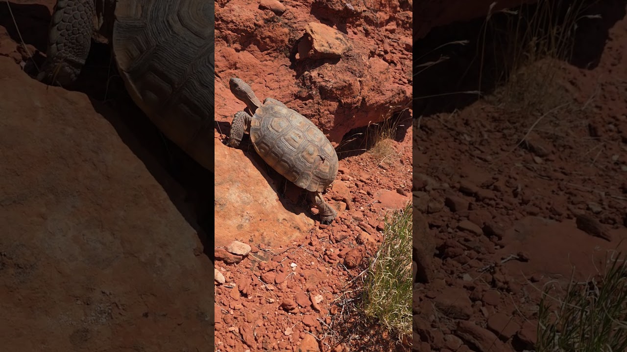 Desert Tortoise Climbing