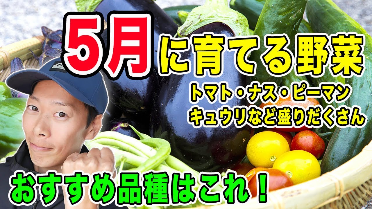 5月に育てる野菜　おすすめ品種紹介　トマト・キュウリ・ナス・ピーマン・トウモロコシなどなど