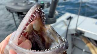 trolling and jigging in Thorne Bay + jig head rescue