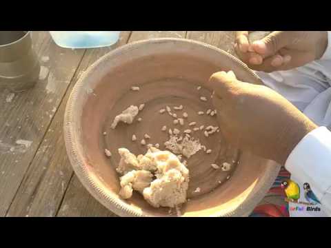 pigeons song Gola Kabootar Ka Chiknao - Tips in urdu hindi