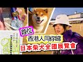 日本犬全國展係咩一回事？養柴犬必看！平行時空中原來有件咁既大事發生？原來日本柴犬受賞犬係咁既樣？