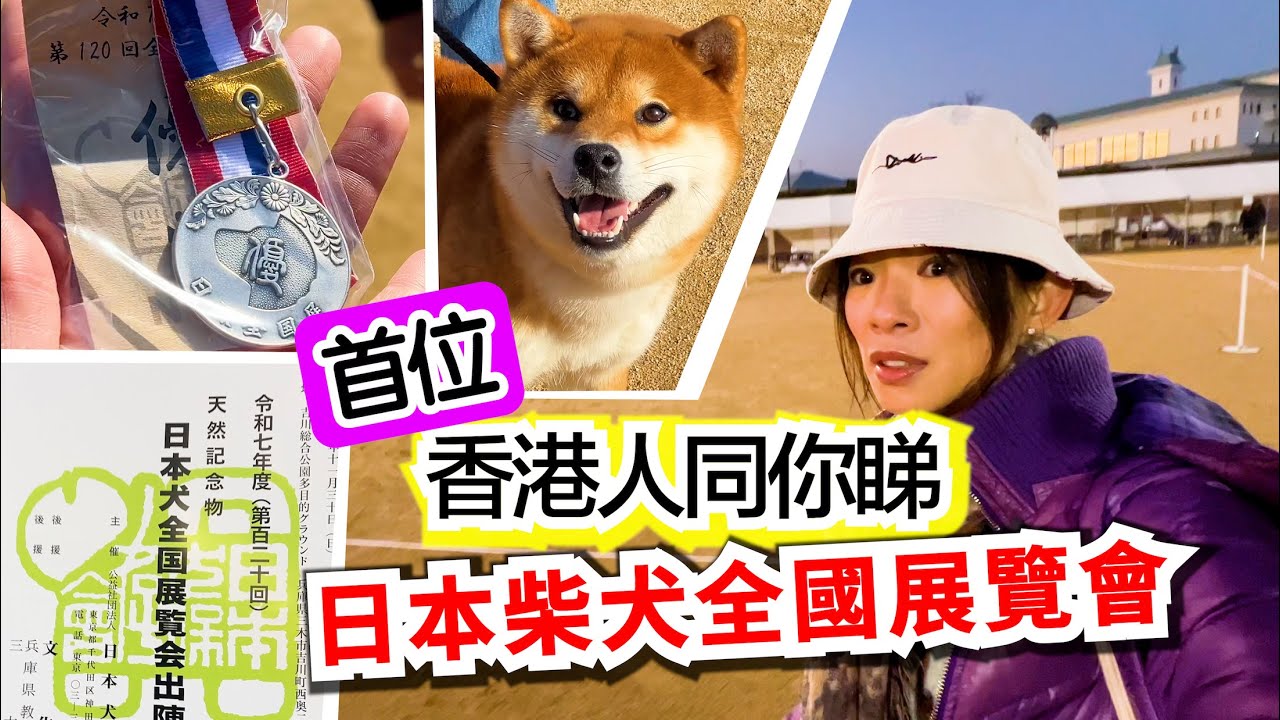 日本犬全國展係咩一回事？養柴犬必看！平行時空中原來有件咁既大事發生？原來日本柴犬受賞犬係咁既樣？