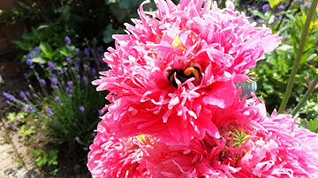 Huawei MediaPad M5: video-sample