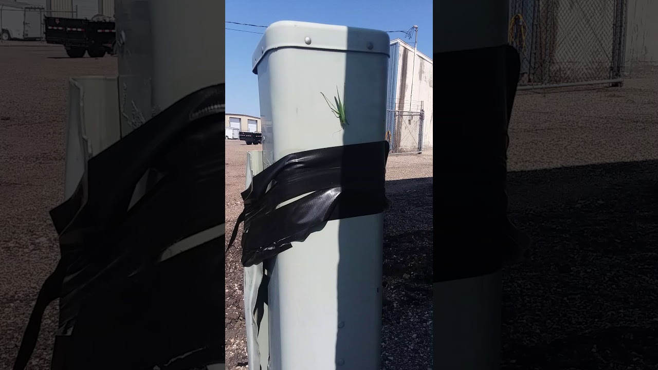 This common conehead kadydid may actually be an agent of quick-trickery from the island of Barbados