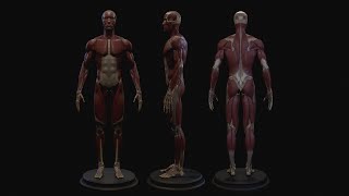 Écorché - Anatomy Study - Layers