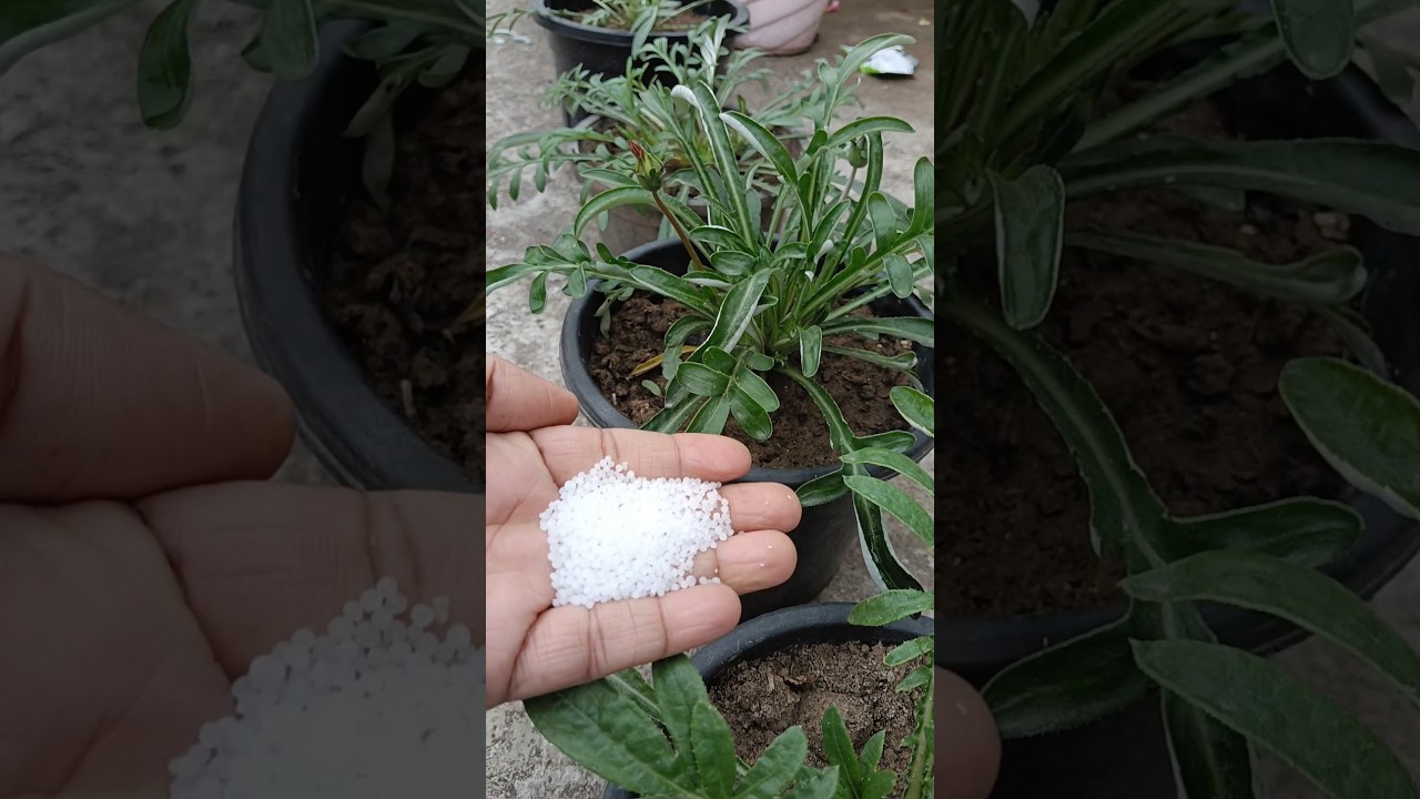 fertilizer for gazania plant ||#terrace #flowers #garden #winter #gazania #flower # plants #shorts #