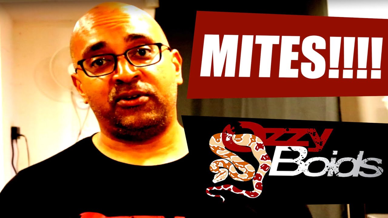 Husbandry Quick Tip: How to prevent a Mite Outbreak!