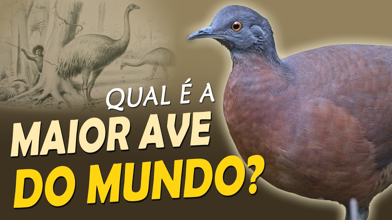 QUAL É A MAIOR AVE DO MUNDO? 11 RECORDES Incríveis das Aves! - YouTube