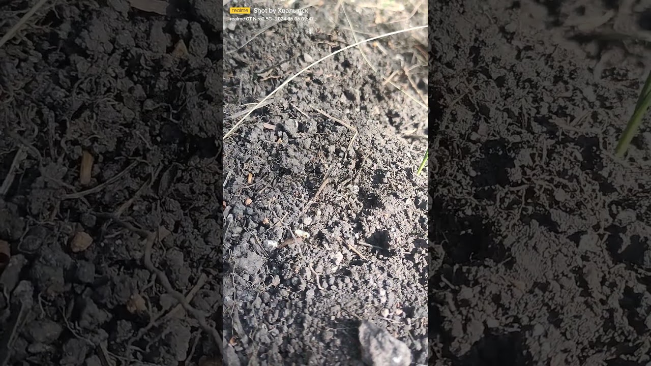 черные муравьи, гроза грядок 