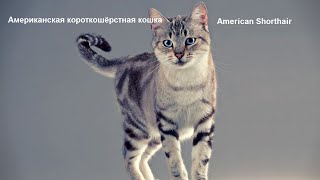 Породы кошек/ч.2/Американская короткошёрстная кошка/American Shorthair/ Котэ Саратовский Породы кошек/ч.2/Американская короткошёрстная кошка/American Shorthair/ Котэ Саратовский