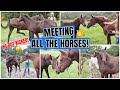 My Baby Horse MEETS ALL THE HORSES! *He got kicked!