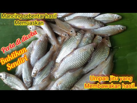 buktikan‼️dengan umpan jitu ini hasil mancing memuaskan ||buat lauk makan malam#mancingikan