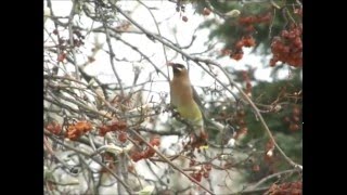 Marie Mandolin~ Cedar waxwing