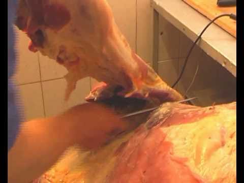 александр мясников перуанская мака александр мясников перуанская мака