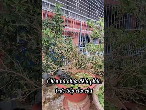 How To Make Japanese Jasmine Bloom As Desired