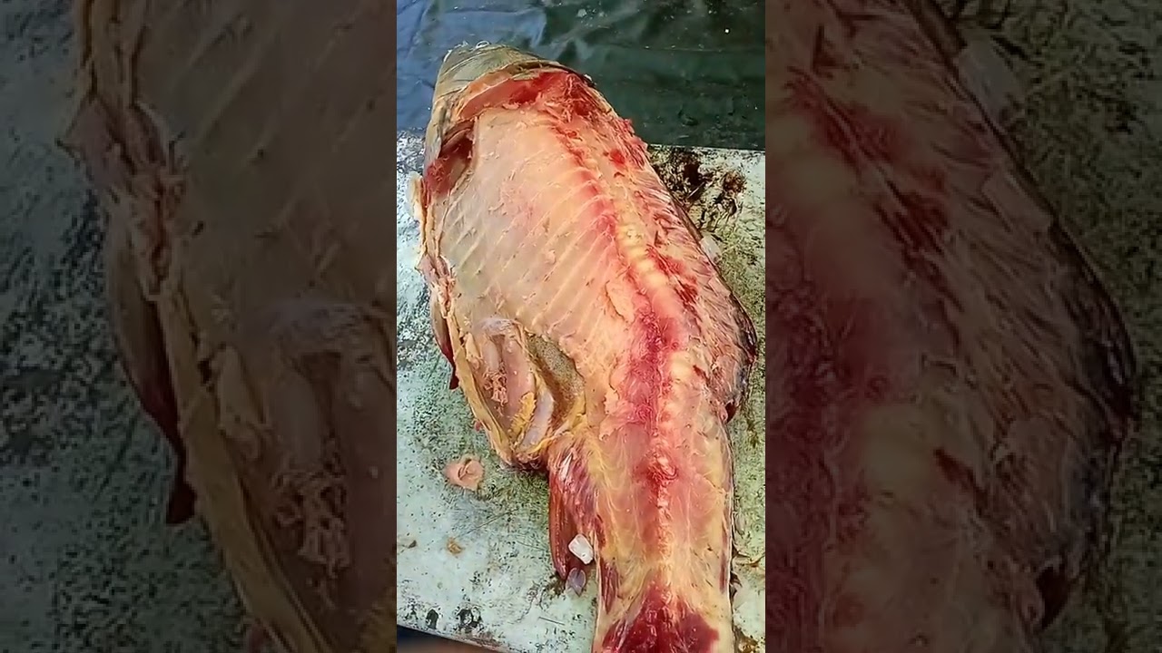 Cómo filetear una carpa