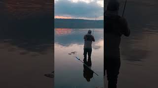 Pescando en el embalse de el vellón(otoño24)🍂🎣#carpfishing #spinningcarp #pesca #elvellon #otoño