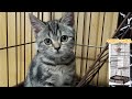 生後3ヶ月未満の子猫が初めて家に来た【家族が増えました！】