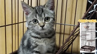 生後3ヶ月未満の子猫が初めて家に来た【家族が増えました！】