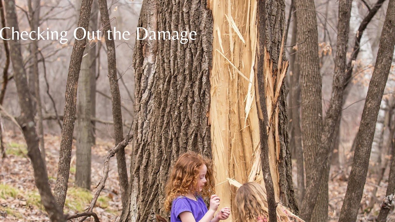 Restoring Your Trees After a Storm - YouTube