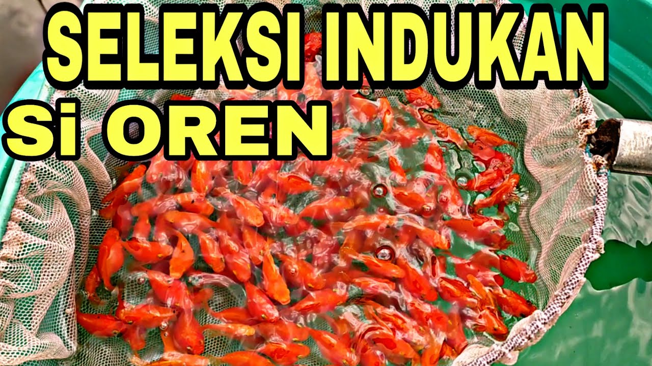 IKAN MOLLY SUNKIS// SAATNYA MENGURAS KOLAM