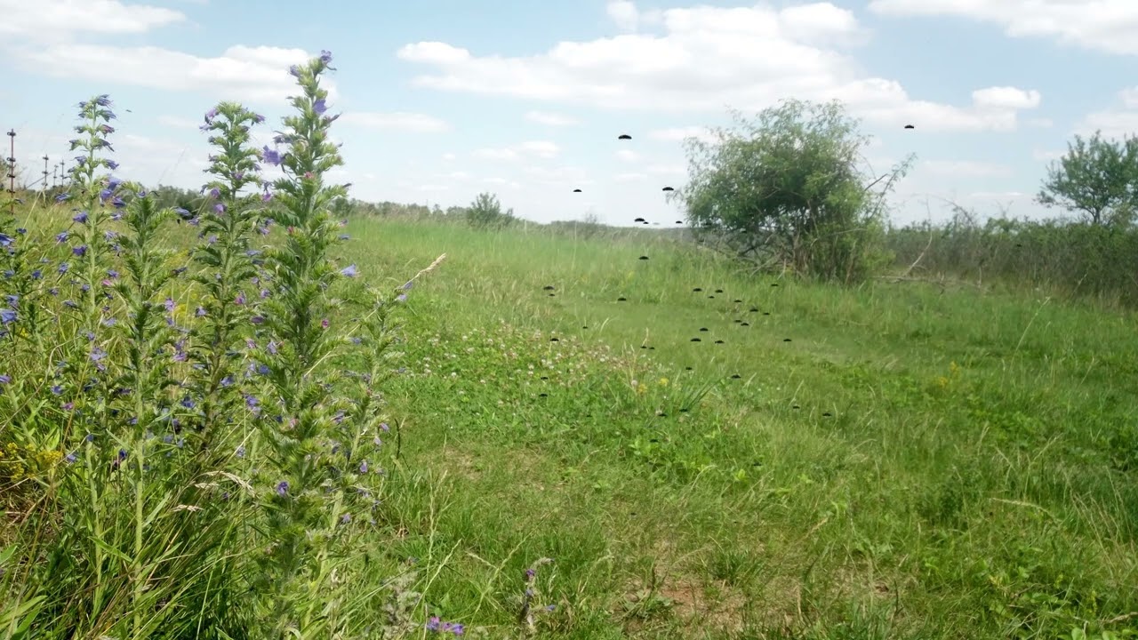 Paul Harris - Oswald's frolick