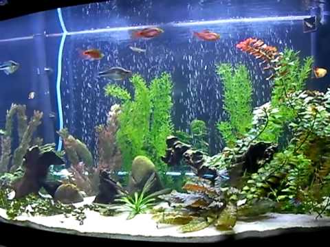 45 Gallon Freshwater Aquarium - Youtube