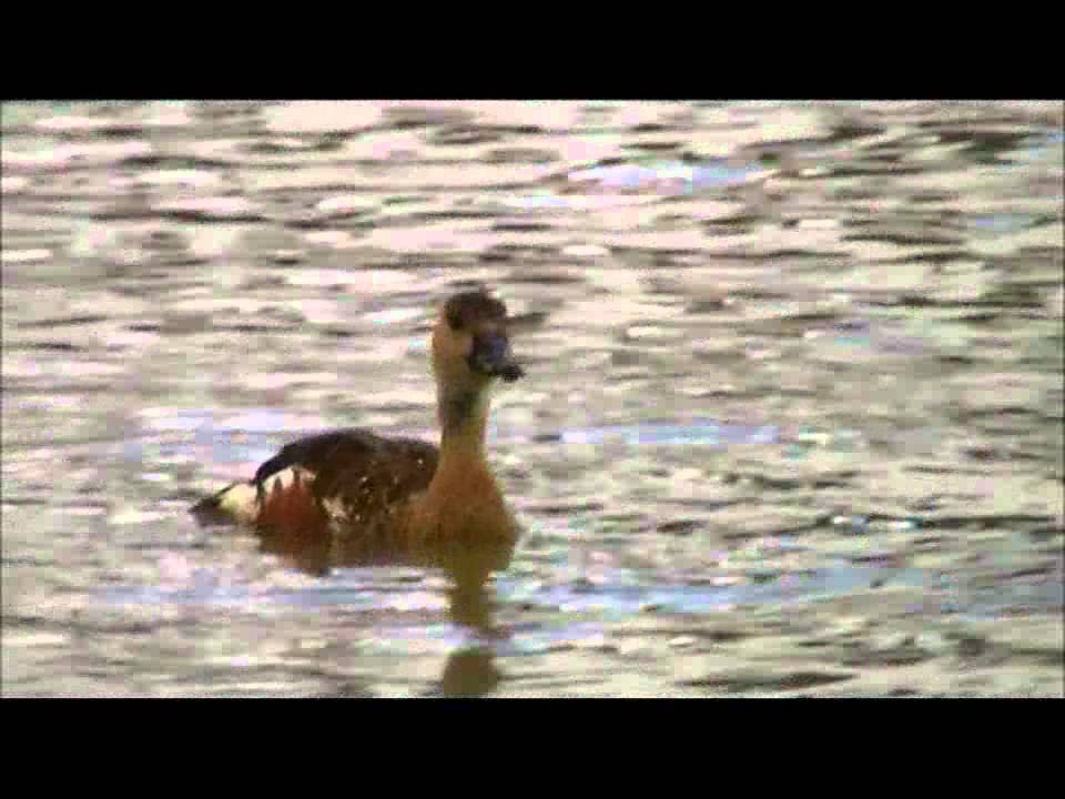 Wandering Whistling Duck 