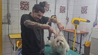 Banho e tosa - Transformação do chanel para carinha redonda cachorro macho .