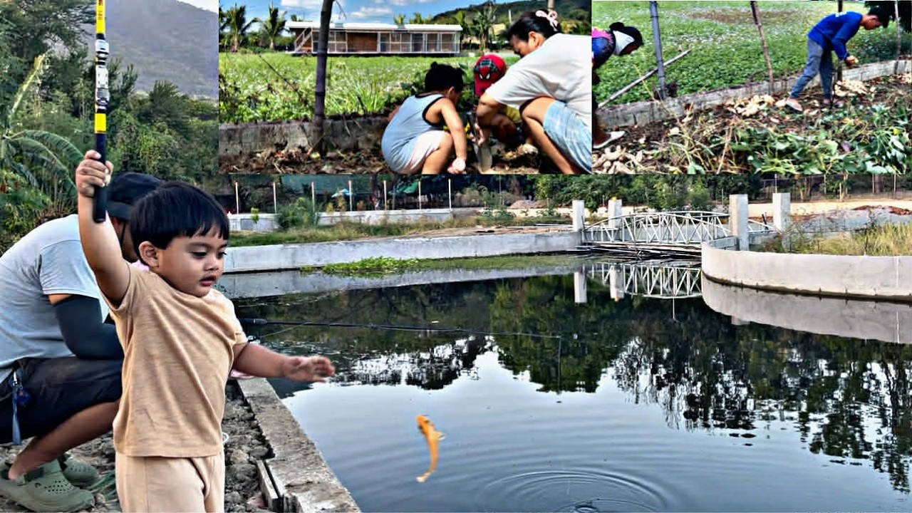 Pikon-Talo! Ang daming  camote,minirienda agad!