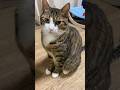 300万回以上再生された球太の乙女な一面#cats #short#球太