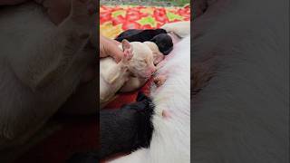 The Sweetest Little Cries: Feeding Time for Newborn Puppies