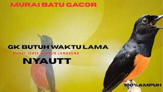 Download Lagu ketrekan murai batu pancingan murai batu gacor pass untuk murai batu macet bunyi III GACOR SEKETIKA MP3