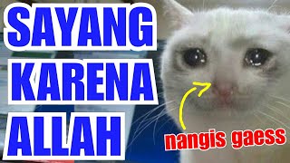 MASYAALLAH: SAYANG KUCING PADA ANAK ANJING | Kisah Persahabatan antara Kucing & Anjing.