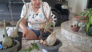 Poda Mais Enxerto Na Rosa Do Deserto