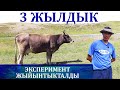 Кыргыз уйдун баласы 1-туутта канча литр сүт берди?