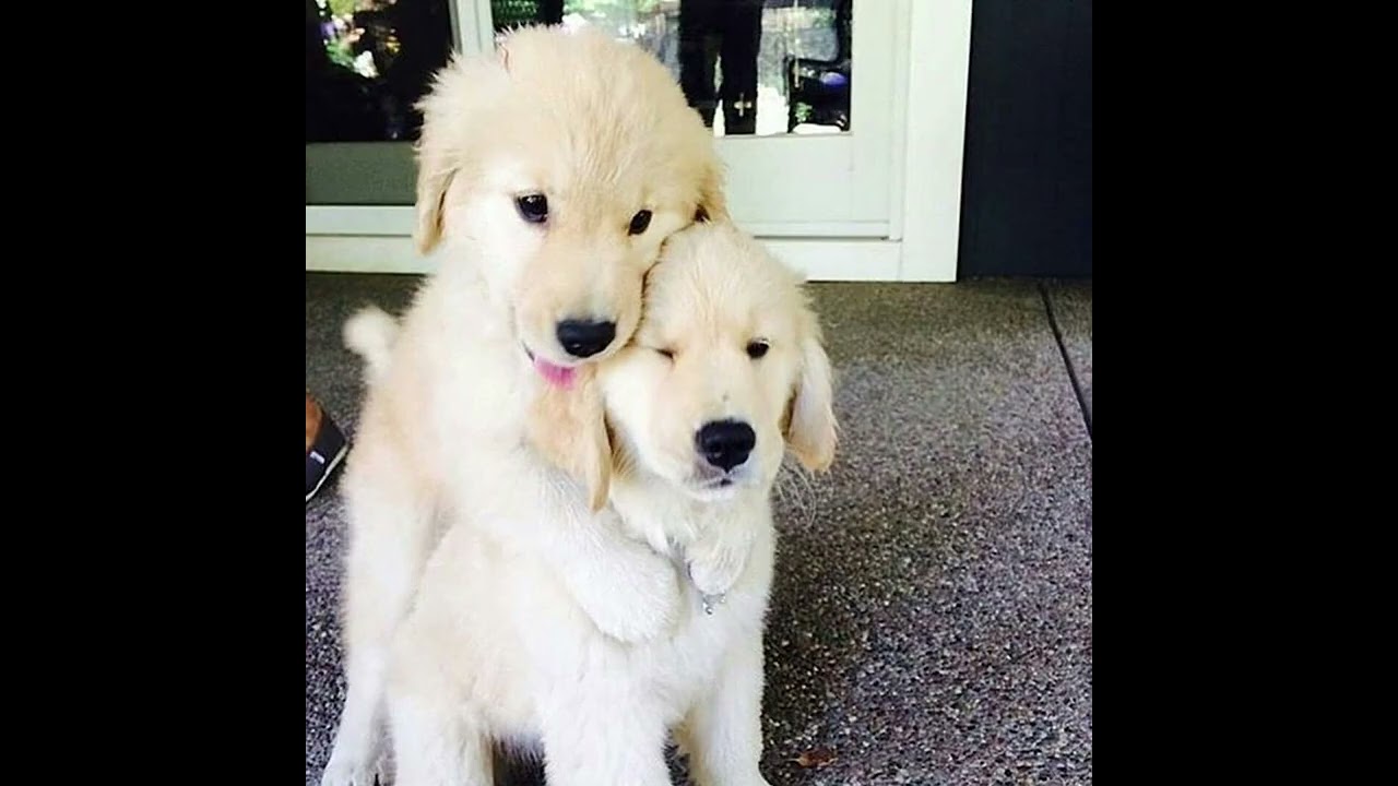 10 Dog Pics Of The Day