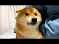 柴犬が雷に怯えたので、飼い主2人で挟んであげた。