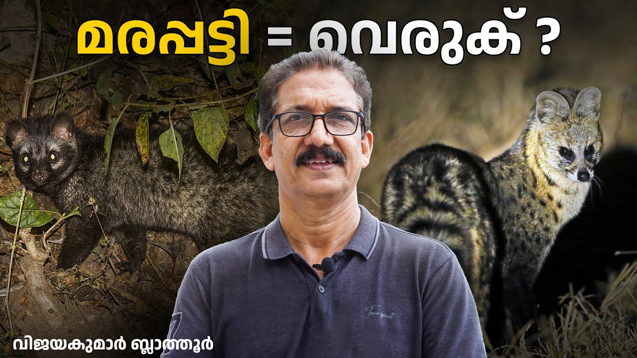 മരപ്പട്ടി - വെരുക്  ഒന്നല്ല Common Palm civet - Small Indian civet are Different 