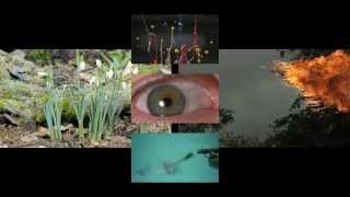 Mrm - Flowers In Bloom