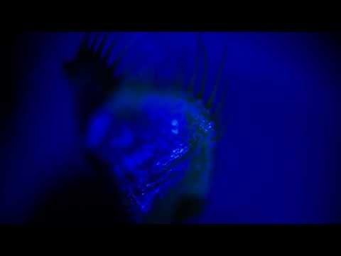 Venus Requiem